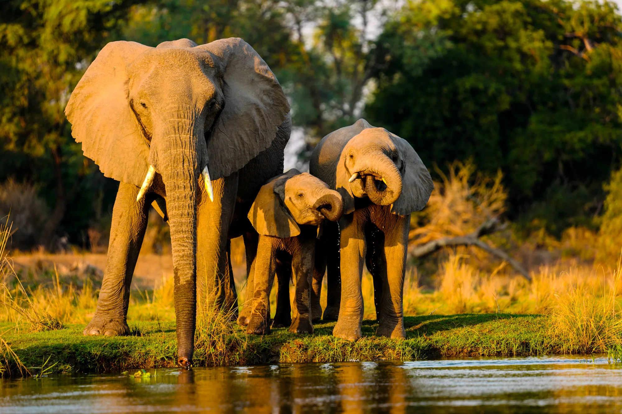 Elefante che si alza sulle zampe posteriori per raggiungere le foglie di un albero, Mana Pools