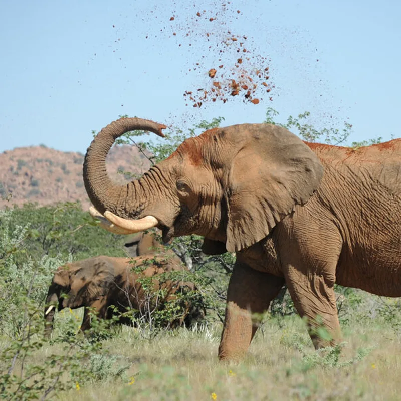 Animali
